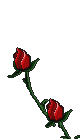 2red-roses-animated_15653.gif